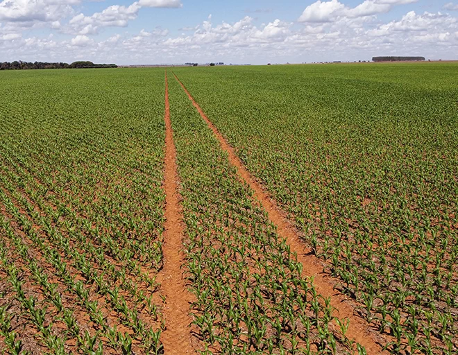 Zero Crop Damage